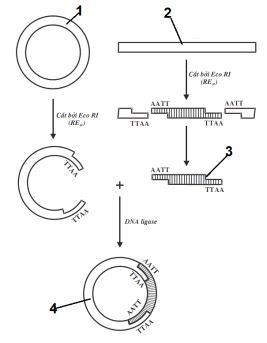Bộ câu hỏi trắc nghiệm về Công nghệ gene