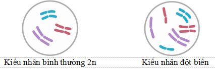 Bộ câu hỏi trắc nghiệm về đột biến đa bội và dị đa bội