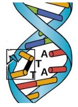 Bộ câu hỏi trả lời ngắn về Điều hòa biểu hiện gene