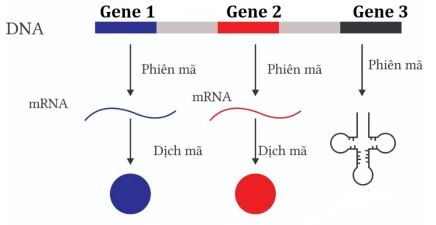 Gene, RNA phiên mã và dịch mã