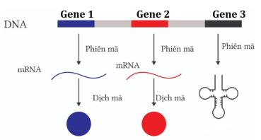 Bộ câu hỏi trả lời ngắn về Gene, RNA phiên mã và dịch mã