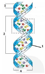 DNA và tính toán DNA
