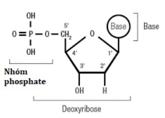 DNA và tính toán DNA