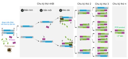 Nhân đôi DNA và ứng dụng nhân đôi DNA
