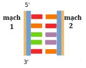 DNA và tính toán DNA