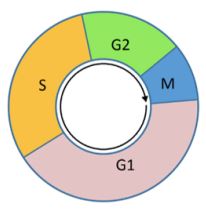 Nhân đôi DNA và ứng dụng nhân đôi DNA