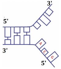 Nhân đôi DNA và ứng dụng nhân đôi DNA