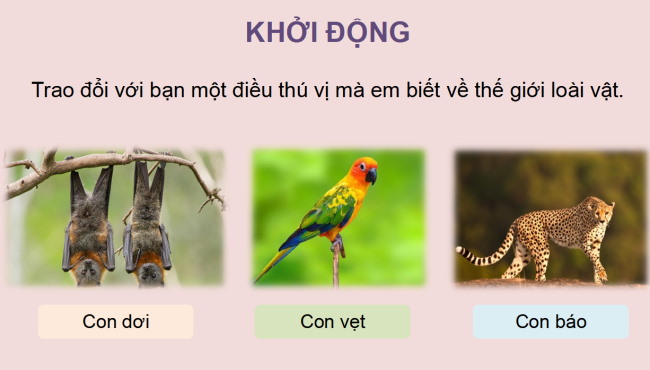 PowerPoint Tiếng Việt 4 Bài 13: Con vẹt xanh