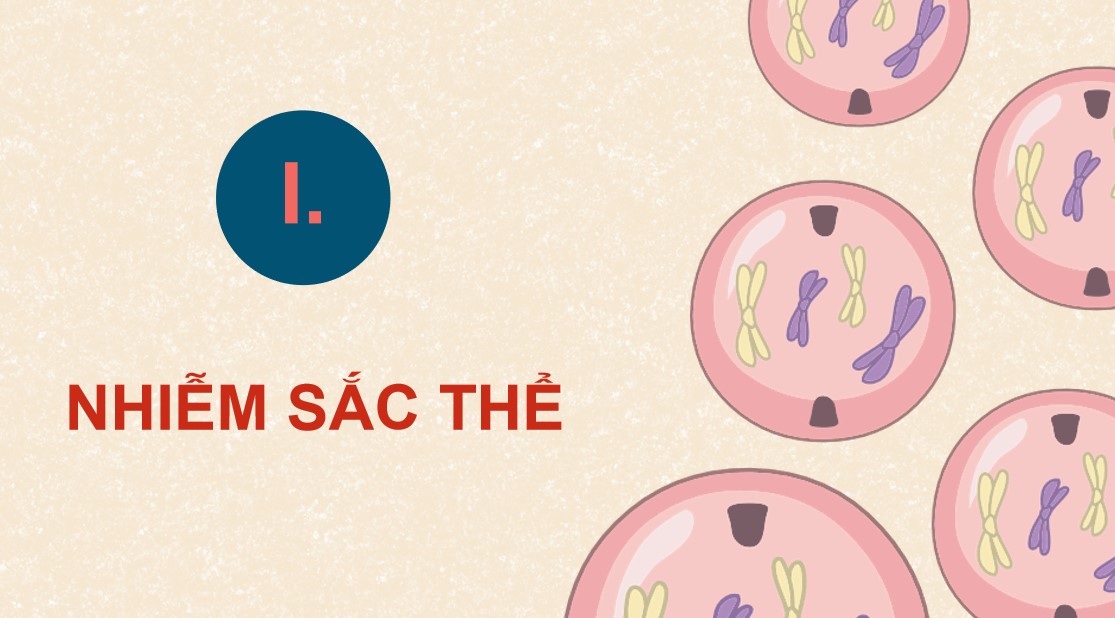 Giáo án PPT Sinh 12 Cánh Diều Bài 5