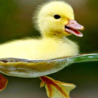 Giáo án Tiếng Việt 4 Bài 27: Luyện viết đoạn văn miêu tả con vật