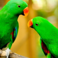 Giáo án Tiếng Việt 4 Bài 30: Trả bài văn miêu tả con vật