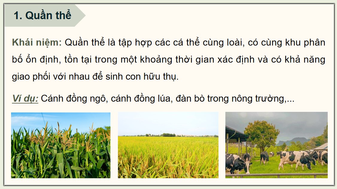 Giáo án PPT Sinh 12 Cánh Diều Bài 13