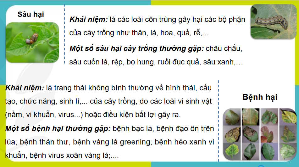 Sâu bệnh hại cây trồng và ý nghĩa của việc phòng trừ