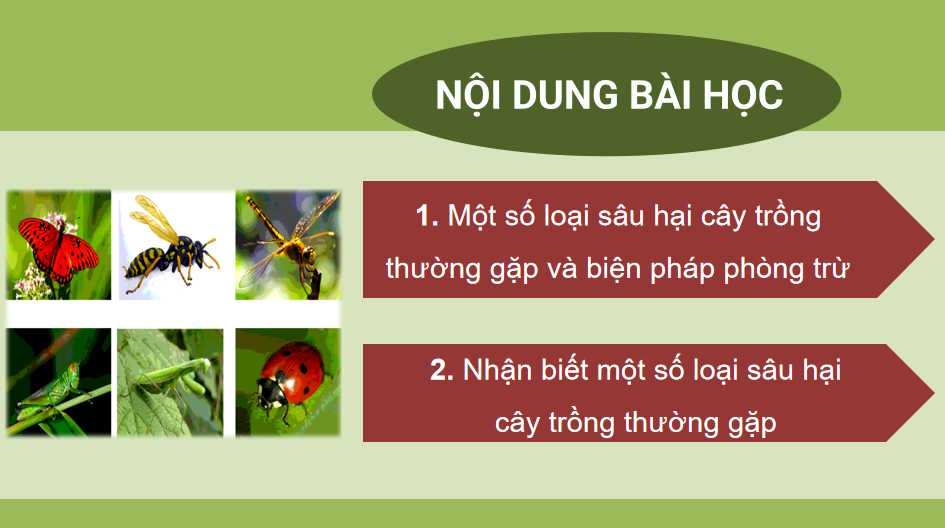 Một số hại cây trồng thường gặp và biện pháp phòng trừ