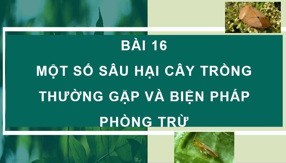 Một số hại cây trồng thường gặp và biện pháp phòng trừ