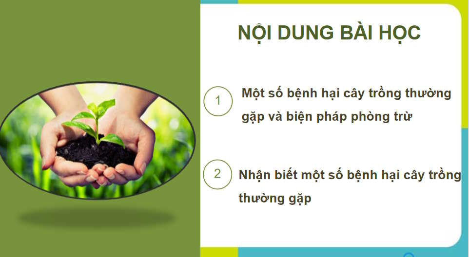Một số bệnh hại cây trồng thường gặp và biện pháp phòng trừ