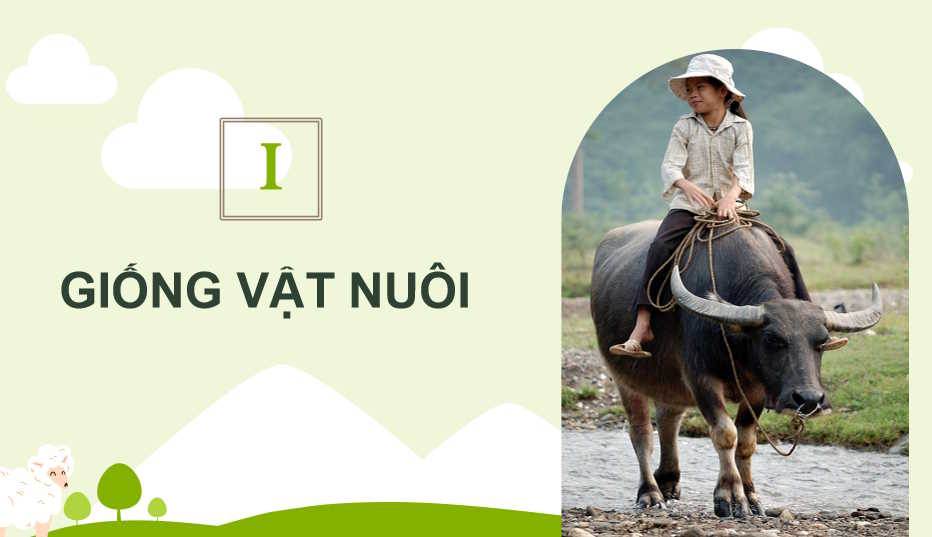 Khái niệm vai trò của giống trong chăn nuôi