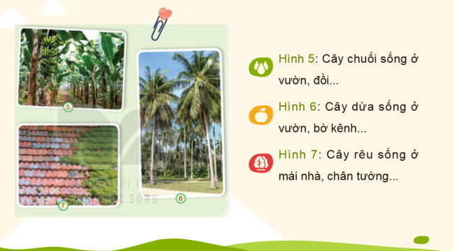 PowerPoint Tự nhiên và xã hội 2 Bài 16: Thực vật sống ở đâu