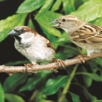 Giáo án Tự nhiên và xã hội 2 Bài 17: Động vật sống ở đâu