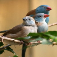 Giáo án Tự nhiên và xã hội 2 Bài 18: Cần làm gì để bảo vệ môi trường sống của thực vật và động vật