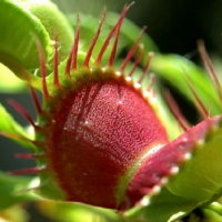 Giáo án Tự nhiên và xã hội 2 Bài 19: Thực vật và động vật quanh em