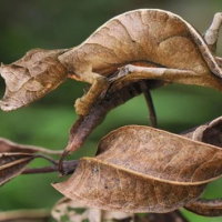 Giáo án Tự nhiên và xã hội 2 Bài 20: Ôn tập chủ đề Thực vật và động vật