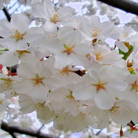 Giáo án Công nghệ 4 Bài 2: Một số loại hoa, cây cảnh phổ biến