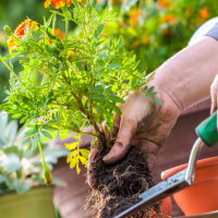 Giáo án Công nghệ 4 Bài 6: Chăm sóc hoa, cây cảnh trong chậu