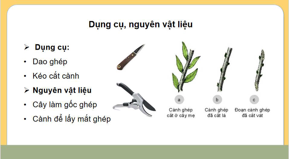 Thực hành Nhân giống cây ăn quả bằng phương pháp ghép