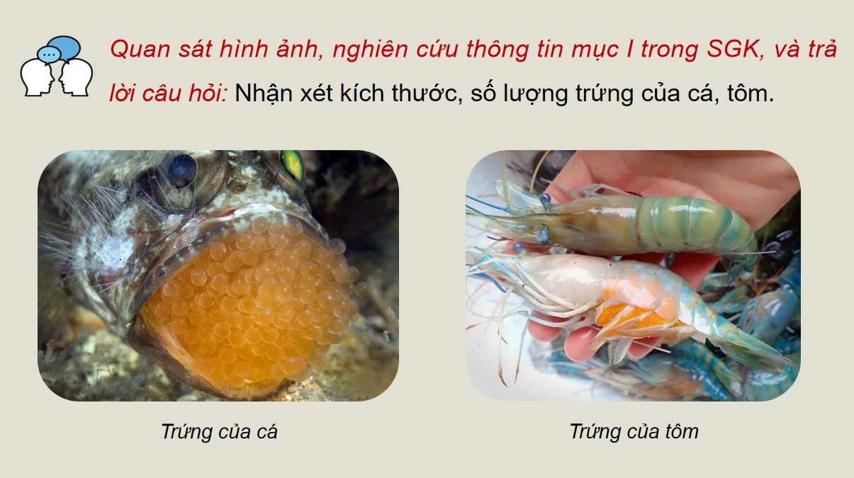 PowerPoint Công nghệ 12 Kết nối tri thức Bài Sinh sản của cá và tôm