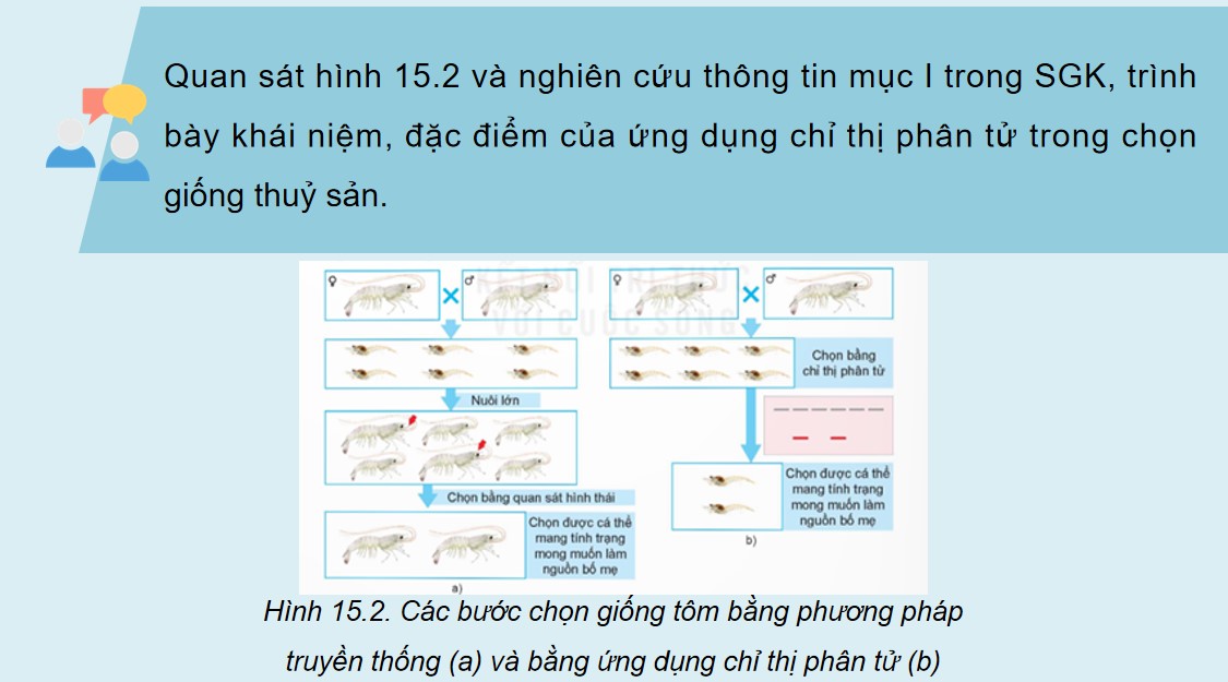 PowerPoint Công nghệ 12 Kết nối tri thức Bài Ứng dụng công nghệ sinh học trong chọn và nhân giống thuỷ sản