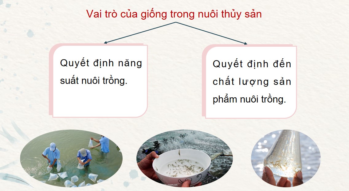 PowerPoint Công nghệ 12 Kết nối tri thức Bài Ôn tập chương 6