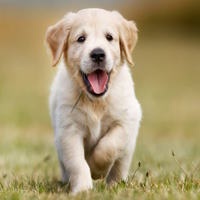 Truyện cổ tích: Chú cún con