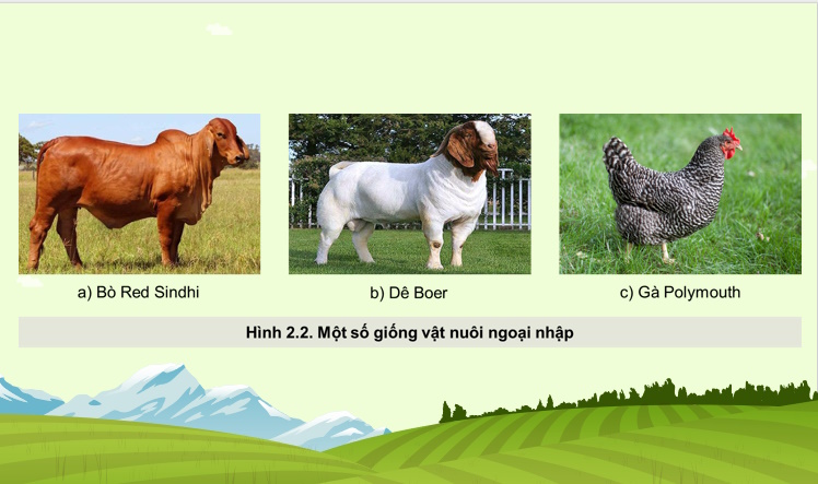 Giáo án PowerPoint Công nghệ Chăn nuôi 11