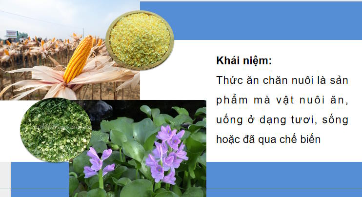 Giáo án PowerPoint Công nghệ Chăn nuôi 11 Bài 7