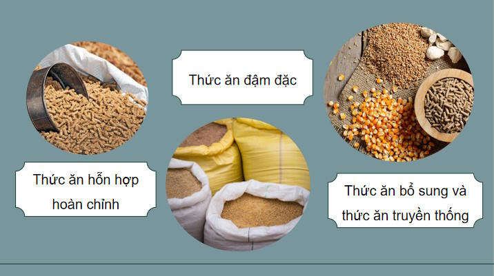 Giáo án PowerPoint Công nghệ Chăn nuôi 11 Bài 7