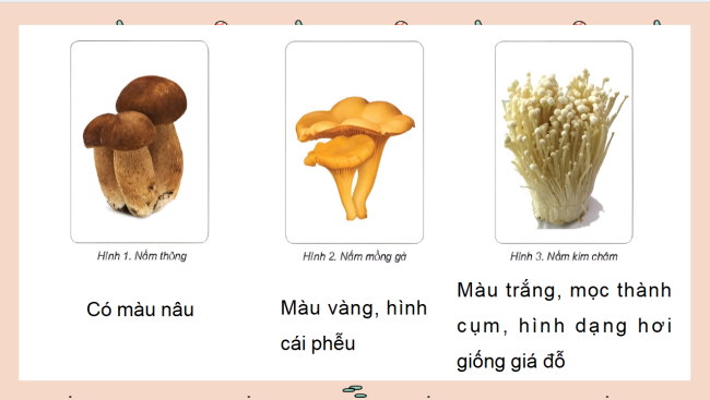 Khoa hoc 4 HK2 5*726289