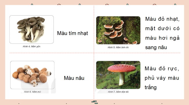 Khoa hoc 4 HK2 6*726292