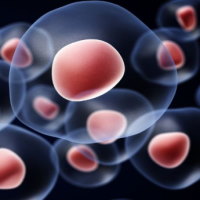 Giáo án Khoa học tự nhiên 6 Bài 13: Từ tế bào đến cơ thể