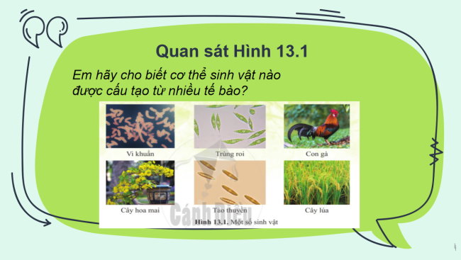 PowerPoint Khoa học tự nhiên 6 Bài 13: Từ tế bào đến cơ thể