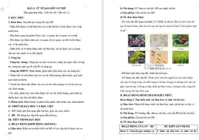 Giáo án KHTN 6 Bài 13: Từ tế bào đến cơ thể