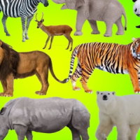 Giáo án Khoa học tự nhiên 6 Bài 14: Phân loại thế giới sống