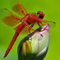 Giáo án Khoa học tự nhiên 6 Bài 15: Khóa lưỡng phân