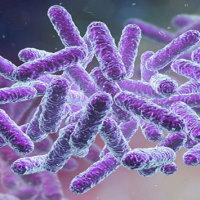 Giáo án Khoa học tự nhiên 6 Bài 16: Virus và vi khuẩn