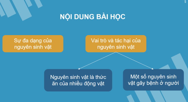 PowerPoint Khoa học tự nhiên 6 Bài 17: Đa dạng nguyên sinh vật