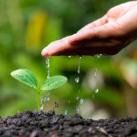 Giáo án Khoa học 4 Bài 15: Thực vật cần gì để sống và phát triển