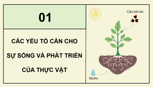 PowerPoint Khoa học 4 Bài 15: Thực vật cần gì để sống và phát triển