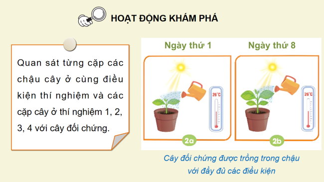 PowerPoint Khoa học 4 Bài 15: Thực vật cần gì để sống và phát triển