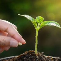 Giáo án Khoa học 4 Bài 17: Chăm sóc cây trồng và vật nuôi