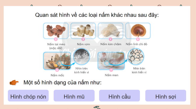 PowerPoint Khoa học 4 Bài 19: Sự đa dạng của nấm